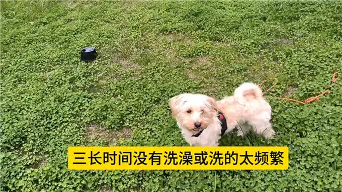 狗狗喜欢挠痒痒是怎么回事?主人要多注意了—