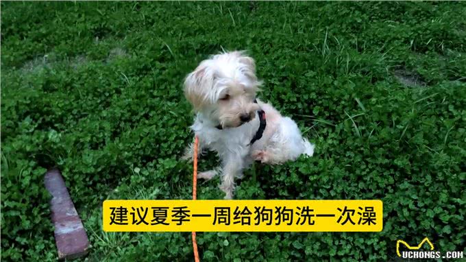 狗狗喜欢挠痒痒是怎么回事?主人要多注意了—