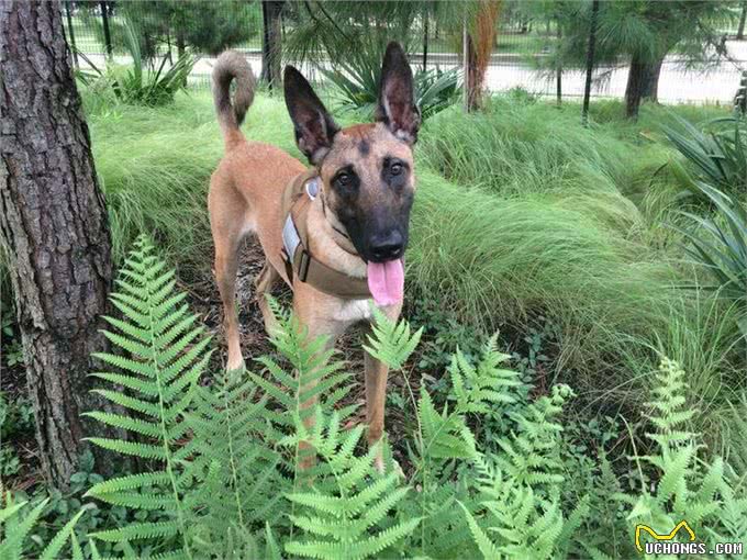 马犬地位不保，从万人迷到万人嫌，这是为什么?