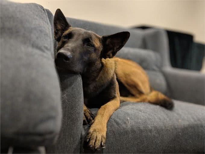 马犬地位不保，从万人迷到万人嫌，这是为什么?