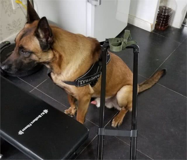 马犬地位不保，从万人迷到万人嫌，这是为什么?