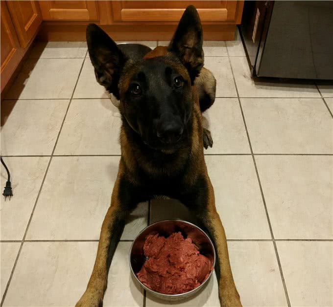 马犬地位不保，从万人迷到万人嫌，这是为什么?