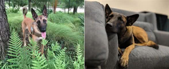 马犬地位不保,从万人迷到万人嫌,这是为什么?