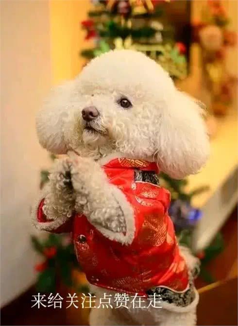 狗狗的忠诚,源自这不可思议的本能!