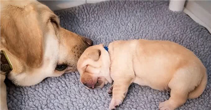 孕育新生命:如何精心照料怀孕中的狗狗?