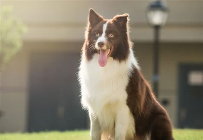 边牧是狗中智商最高的,训练起来非常容易,但也存在一些缺点