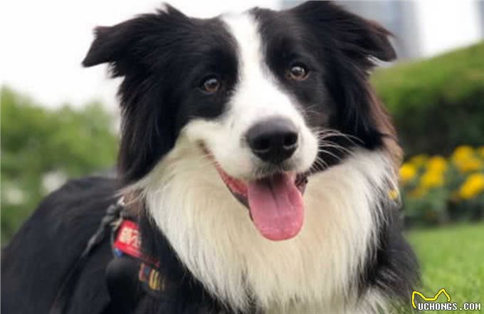 边牧是狗中智商最高的,训练起来非常容易,但也存在一些缺点