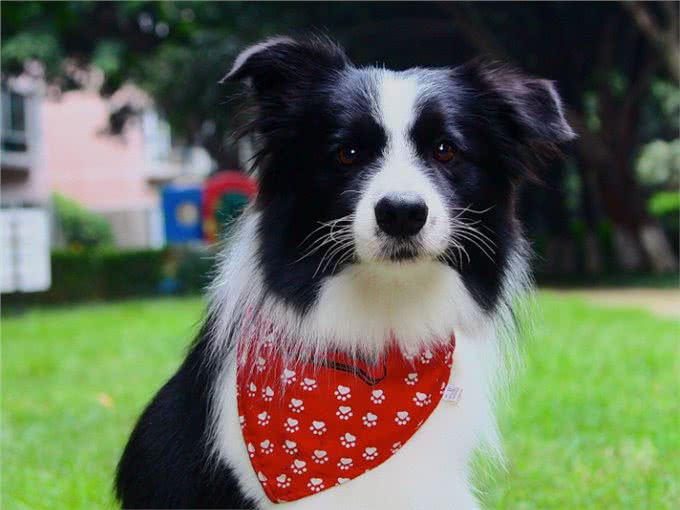 边牧是狗中智商最高的,训练起来非常容易,但也存在一些缺点