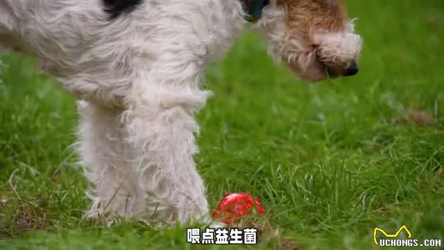 狗狗吐白色液体大解密:原因与应对措施