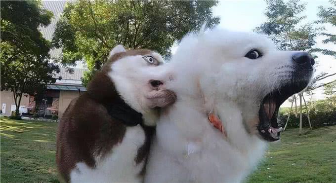 狗狗遇到这些可怕的事情，可能会吓尿