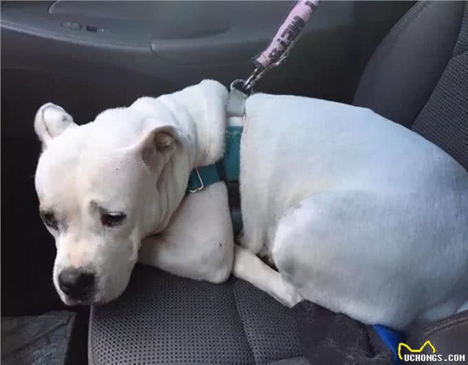 狗狗遇到这些可怕的事情，可能会吓尿