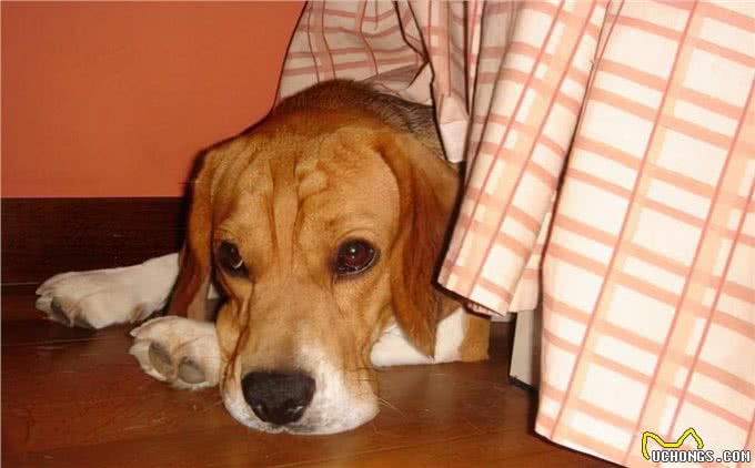 狗狗遇到这些可怕的事情，可能会吓尿