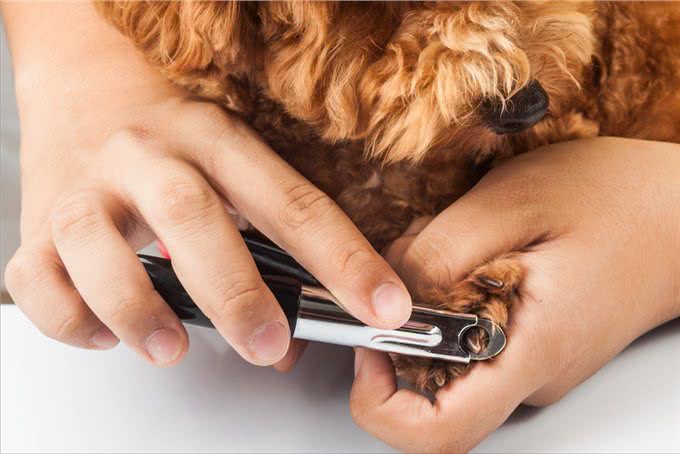 狗狗遇到这些可怕的事情,可能会吓尿