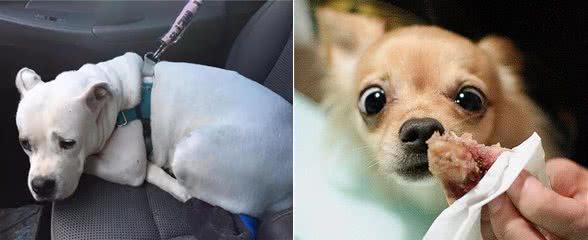 狗狗遇到这些可怕的事情,可能会吓尿