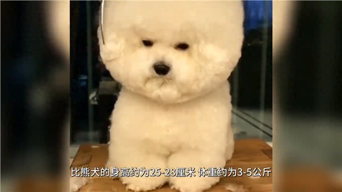 比熊犬:可爱、聪明、活泼的犬种,非常适合家庭饲养