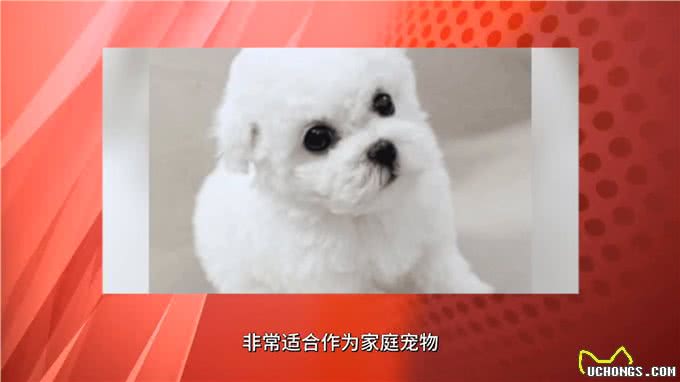 比熊犬:可爱、聪明、活泼的犬种,非常适合家庭饲养