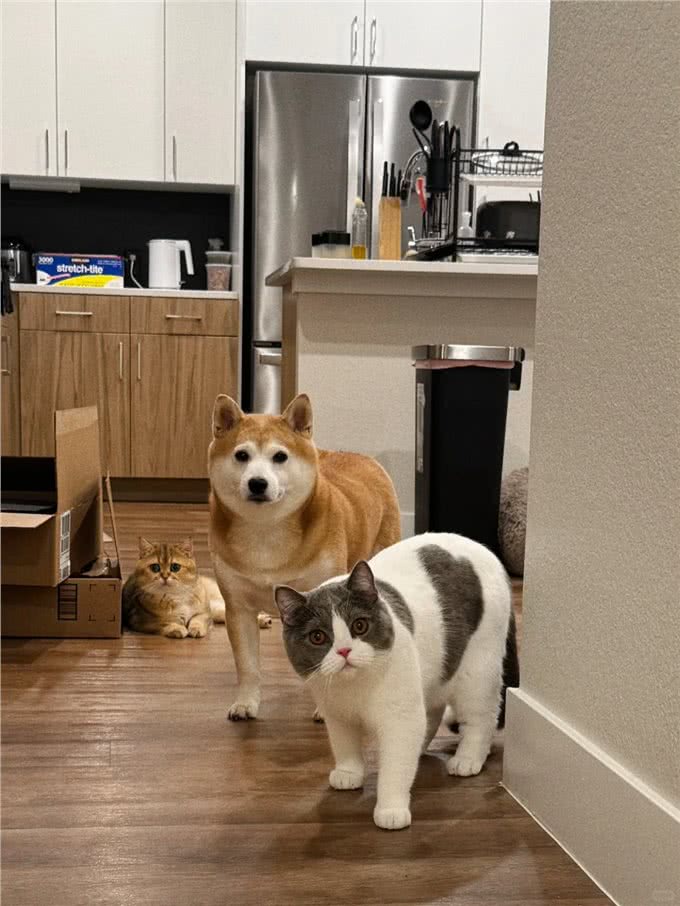 怎么教猫狗用马桶上厕所呢