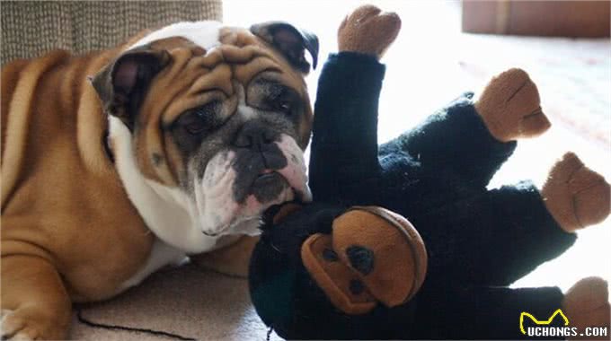 狗狗总是带着玩具来迎接你?狗狗这种行为常见的原因有这三种