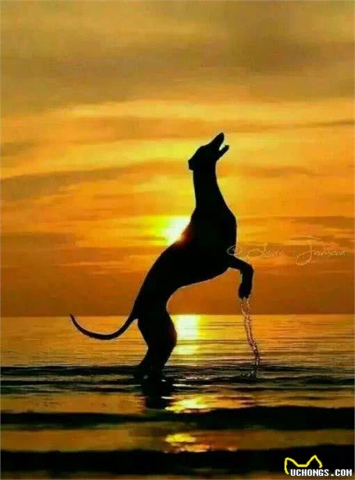 速度猎犬—格力犬的FCI标准