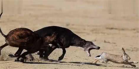 速度猎犬—格力犬的FCI标准