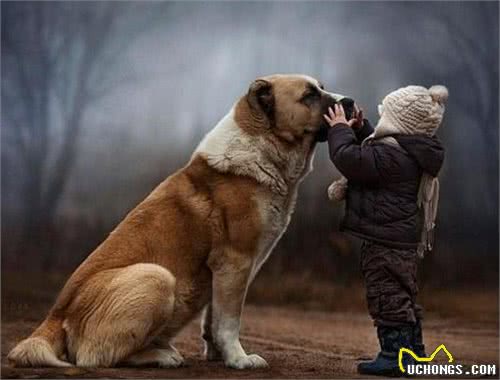 后来我看到的每一只狗都像你，只是都没你好看