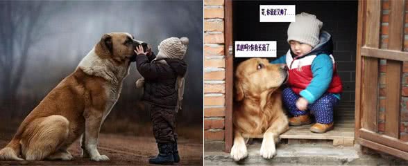 后来我看到的每一只狗都像你,只是都没你好看