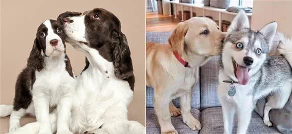 狗的恋爱与婚姻