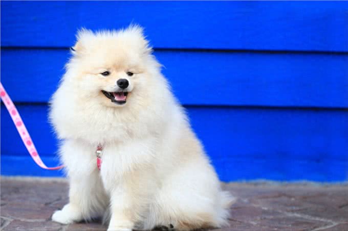 博美犬被宠坏的迹象，这些表现，还不够明显吗