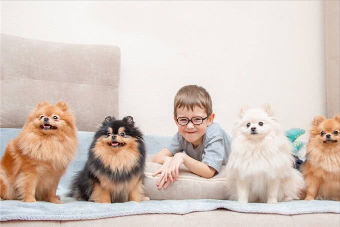 博美犬被宠坏的迹象，这些表现，还不够明显吗