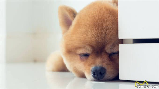 博美犬被宠坏的迹象，这些表现，还不够明显吗