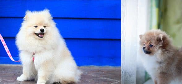 博美犬被宠坏的迹象，这些表现，还不够明显吗