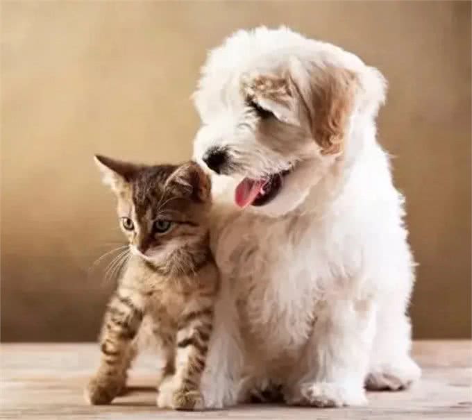 为什么爱犬的鼻子总是湿湿的?