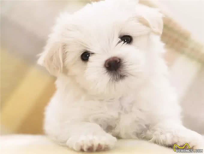 为什么爱犬的鼻子总是湿湿的?