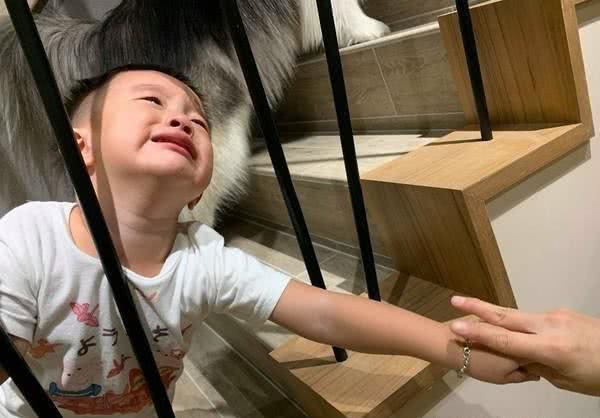 七只哈士奇该如何才能好好拍照?狗狗全部都失控，只有孩子最听话