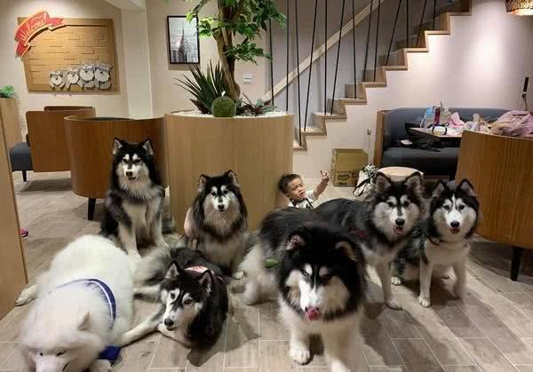 七只哈士奇该如何才能好好拍照?狗狗全部都失控，只有孩子最听话