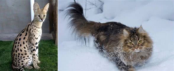全球体型最大的猫星人,有谁家里有?