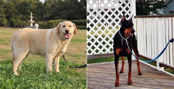 对主人最忠诚的狗狗，这几种当之无愧