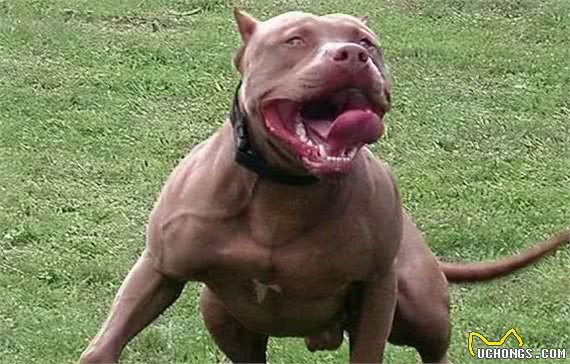 当你遇到这些狗时，赶紧躲避它们，小心它们的攻击!