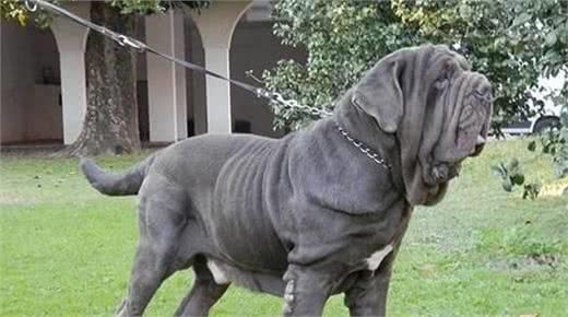 当你遇到这些狗时，赶紧躲避它们，小心它们的攻击!