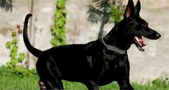 当你遇到这些狗时，赶紧躲避它们，小心它们的攻击!