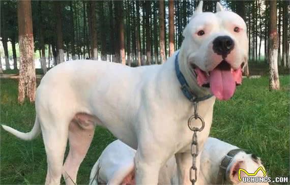 当你遇到这些狗时，赶紧躲避它们，小心它们的攻击!