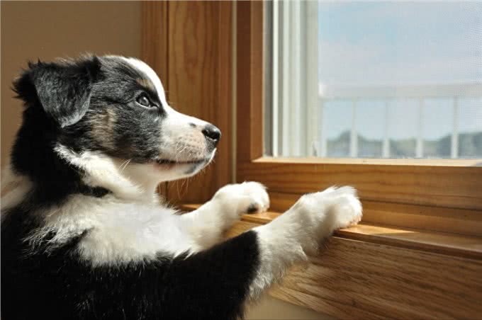 养一只狗，它会孤独吗?两只会不会更好?