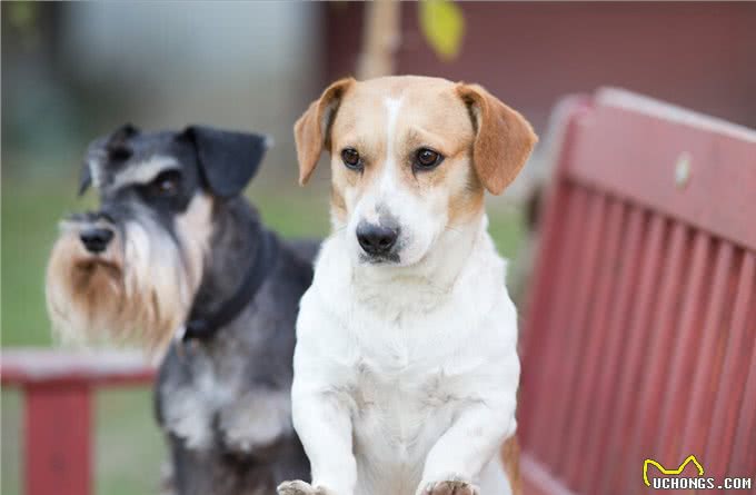 养一只狗，它会孤独吗?两只会不会更好?