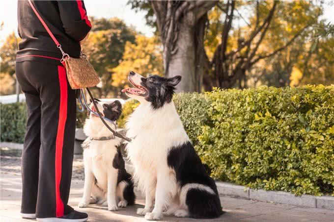 养一只狗，它会孤独吗?两只会不会更好?