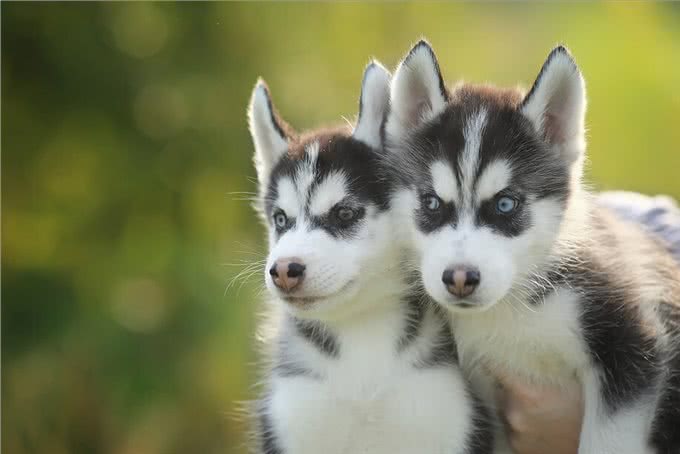 养一只狗，它会孤独吗?两只会不会更好?