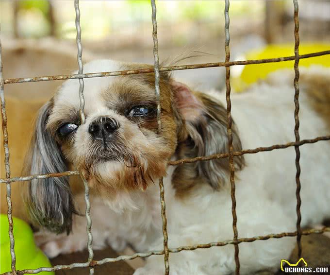 养一只狗，它会孤独吗?两只会不会更好?