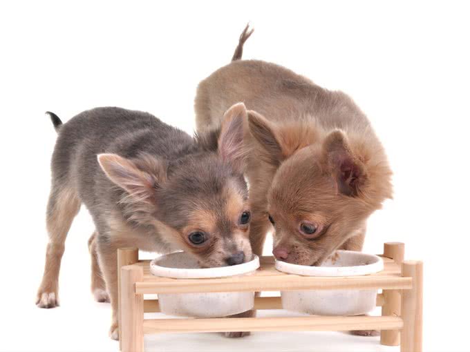 养一只狗，它会孤独吗?两只会不会更好?