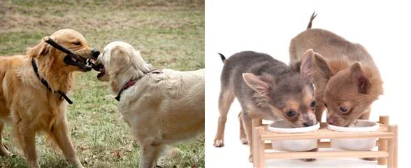 养一只狗，它会孤独吗?两只会不会更好?