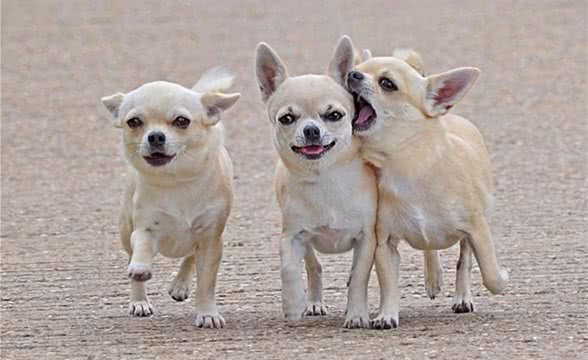 你有发现狗狗尿尿的秘密吗?