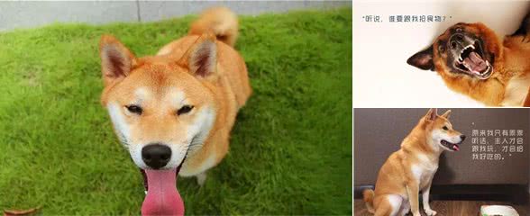 不要以暴制暴来建立家庭地位，彻底解决狗狗护食的办法是什么